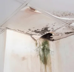 commercial mold remediation