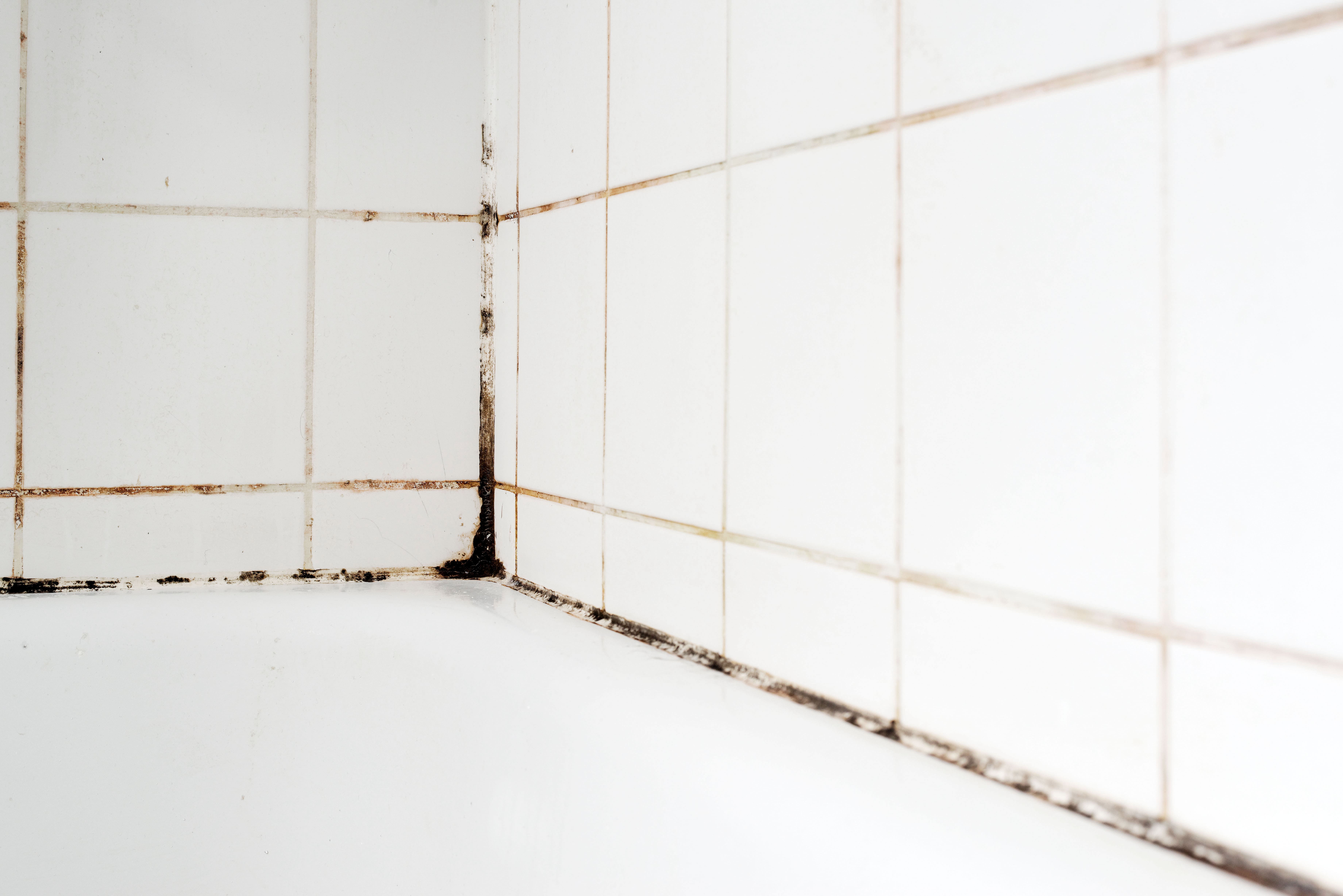 bathroom mold vs mildew